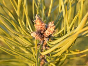 Pędy i pąki sosny zwyczajnej Pinus sylvestris - surowiec zielarski.